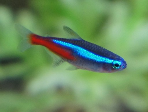 NeonTetra