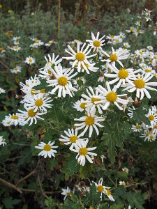 450px-Chrysanthemum_japonense1