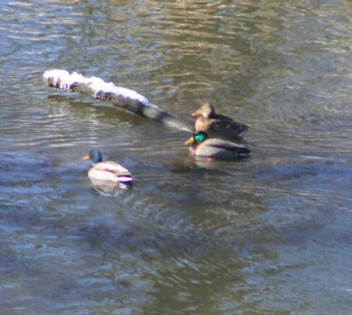 IMG_0521crop