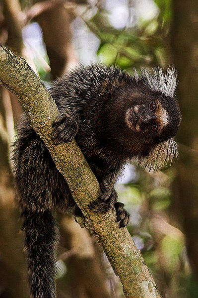 399px-Marmoset_copy