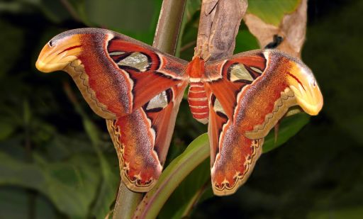 Attacus_atlas_London_Zoo_01118-2