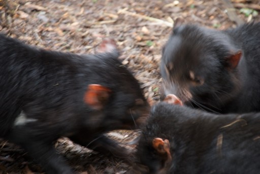 Tasmanian_Devils_feeding