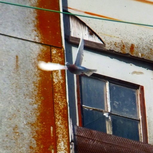 S0594525crop_title
