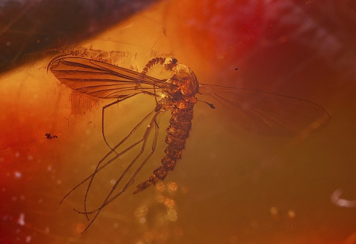 1280px-Ambre_Dominique_Moustique