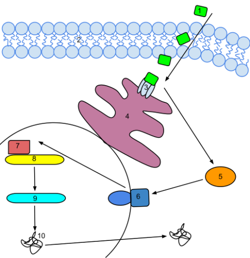 512px-Ethylene_Signal_Transduction.svg